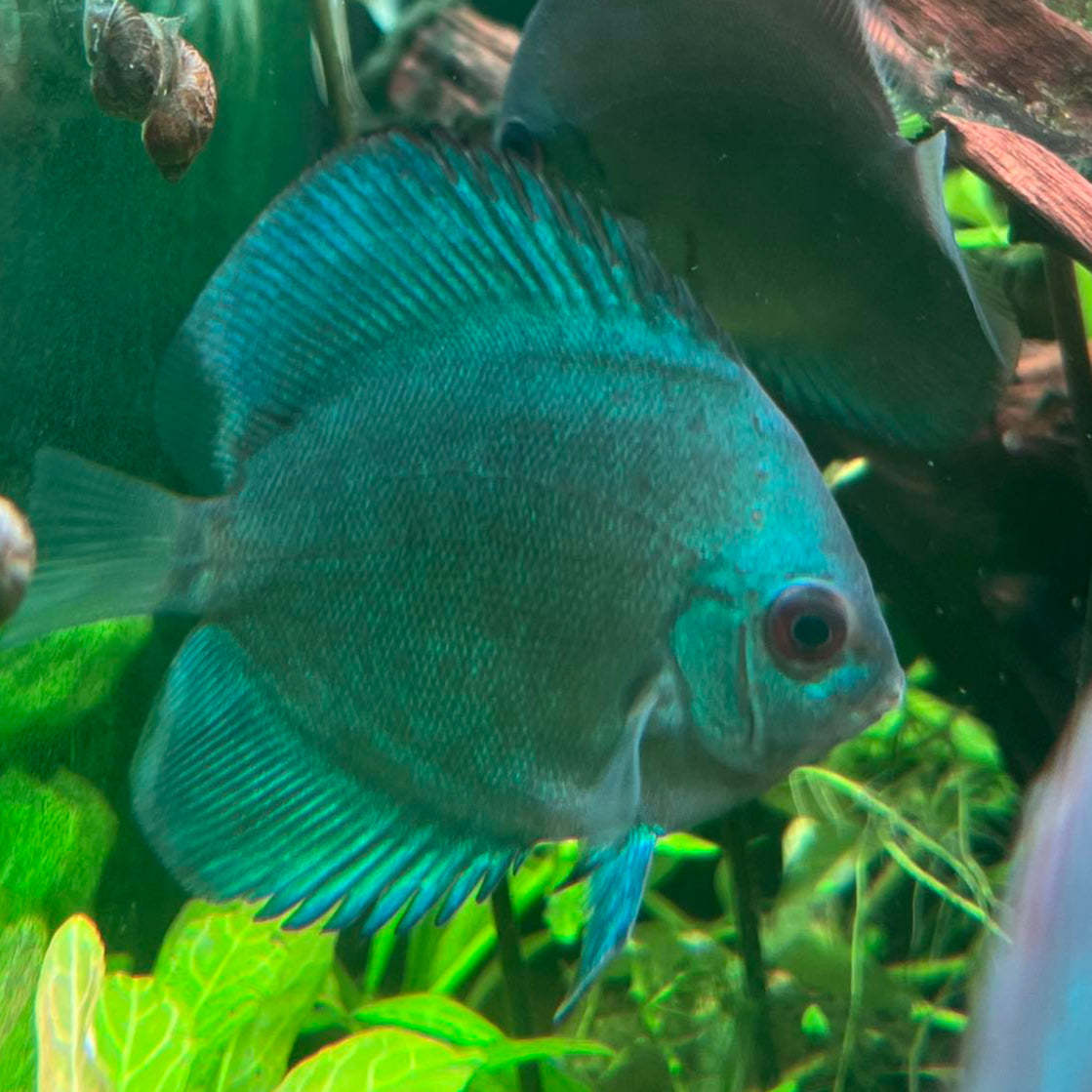 Blue Diamond Discus