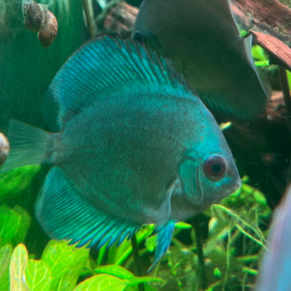 Blue Diamond Discus