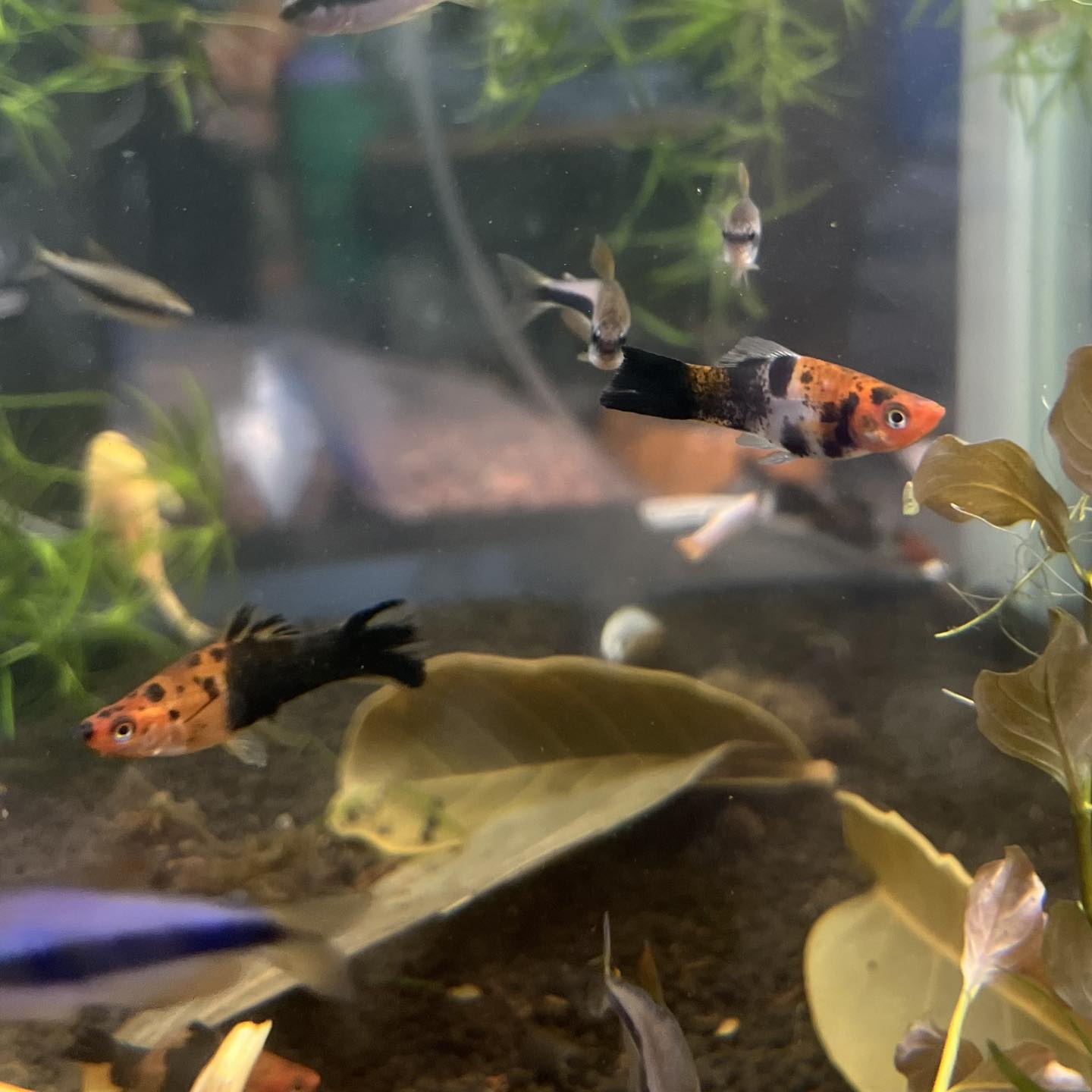 Tricolour Swordtail
