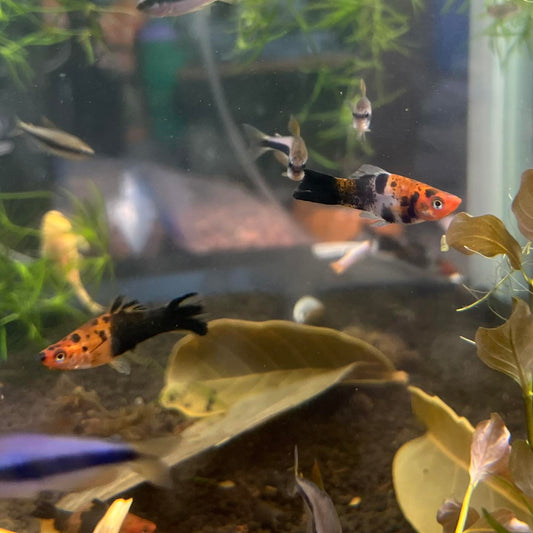 Tricolour Swordtail