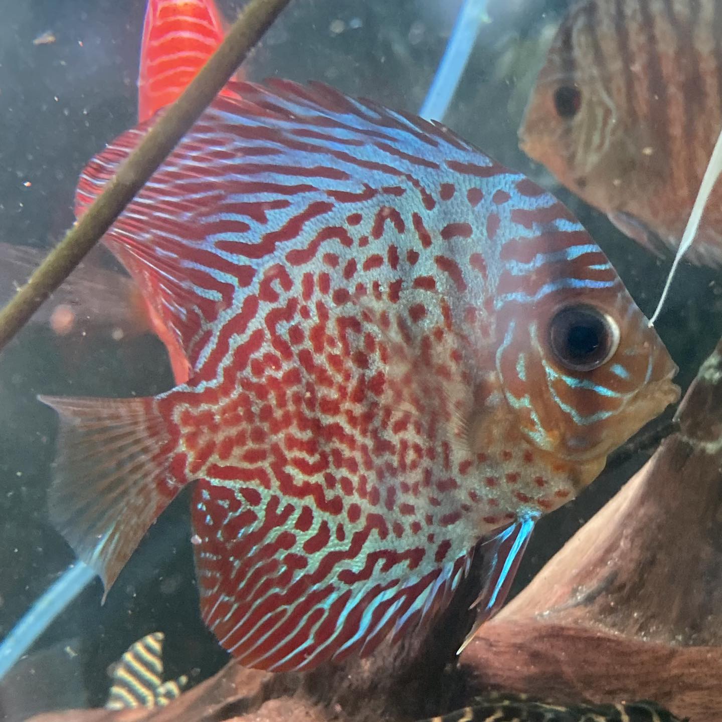 Leopard Discus