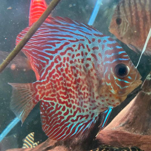 Leopard Discus