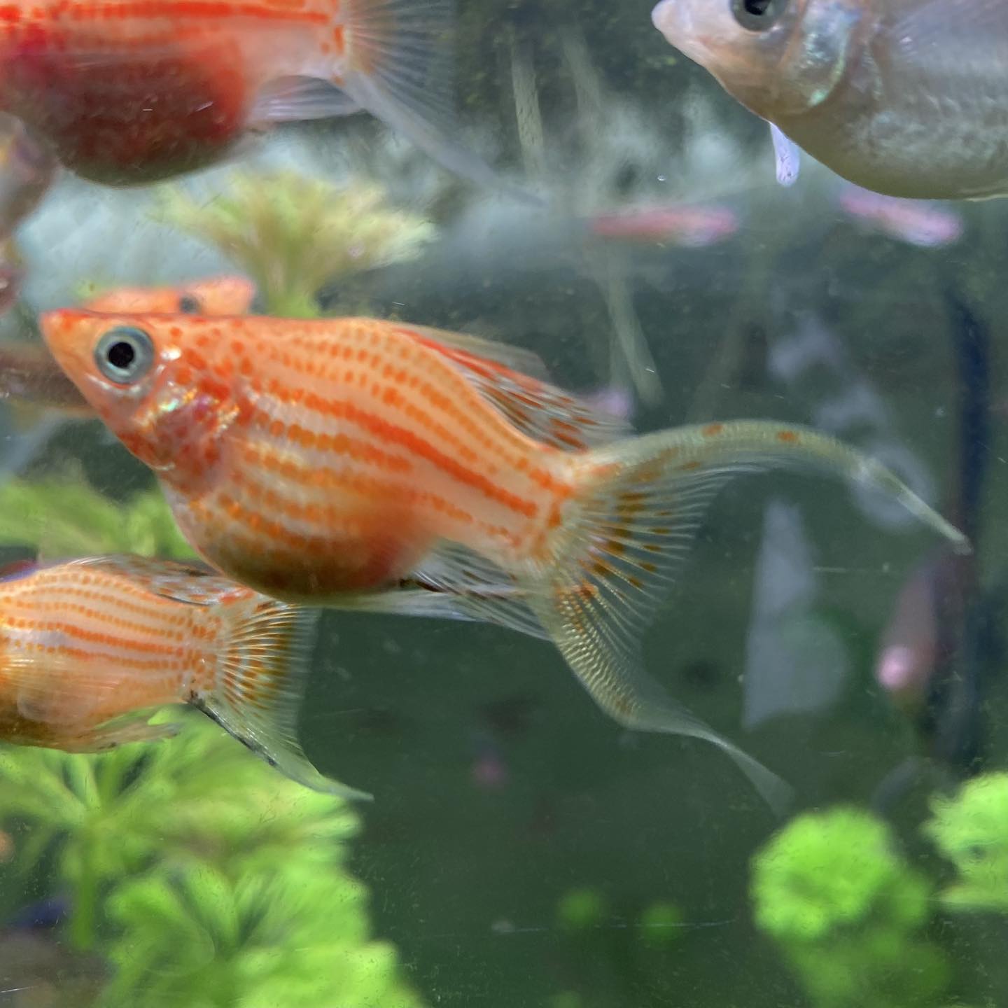 Assorted Lyretail Balloon Molly