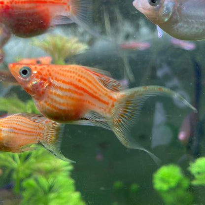 Assorted Lyretail Balloon Molly