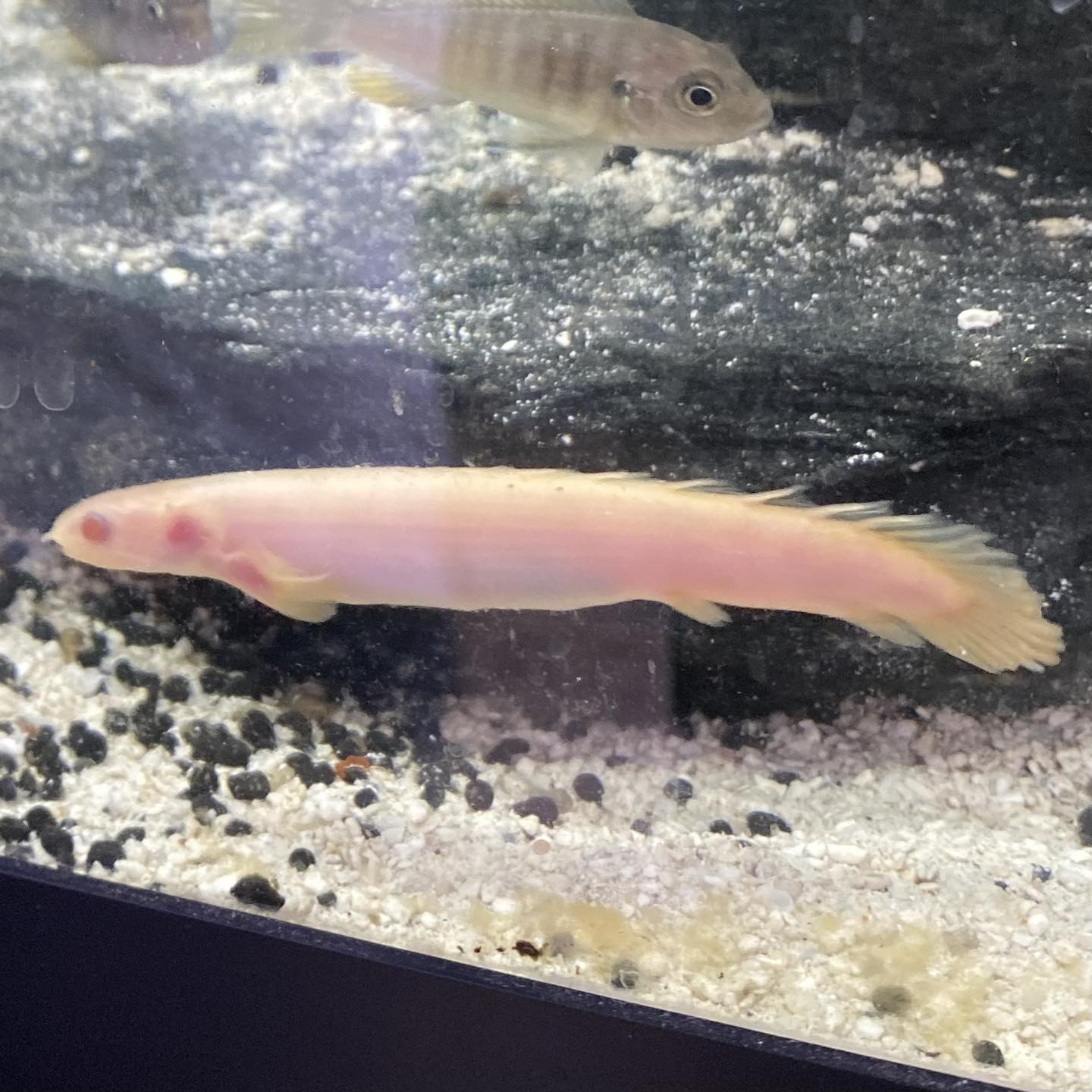 Albino Senegalensis Bichir - Polypterus Senegalus