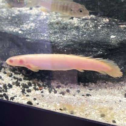 Albino Senegalensis Bichir - Polypterus Senegalus
