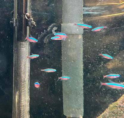 Cardinal Tetra - Paracheirodon Axelrodi