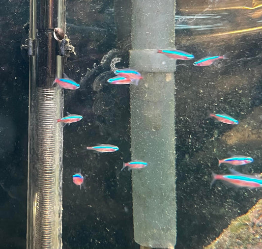 Cardinal Tetra - Paracheirodon Axelrodi