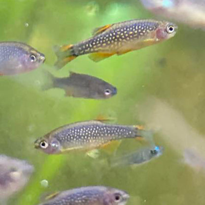 Galaxy Rasbora/Celestial Pearl Danio - Danio Margaritatus