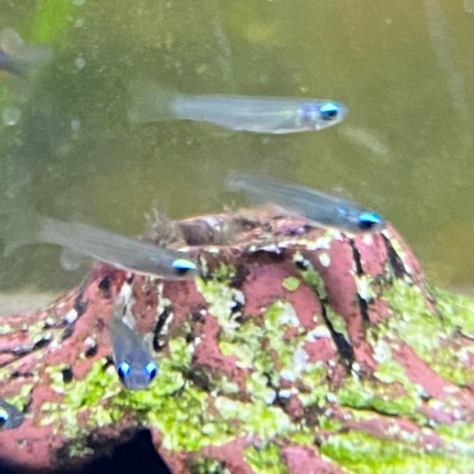 Norman's Lampeye - Poropanchax Normani