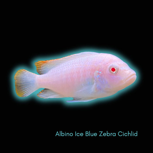Albino Ice Blue Zebra Cichlid - Pseudotropheus Greshakei var.