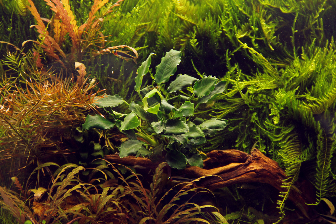Anubias barteri var. nana ’Kirin’ - Tropica