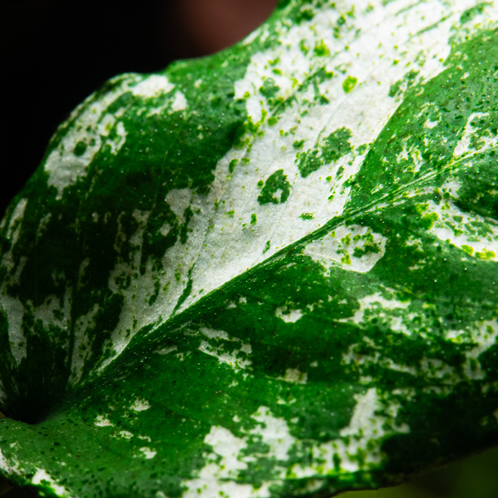 Anubias barteri var. nana ’Pinto’ - Tropica