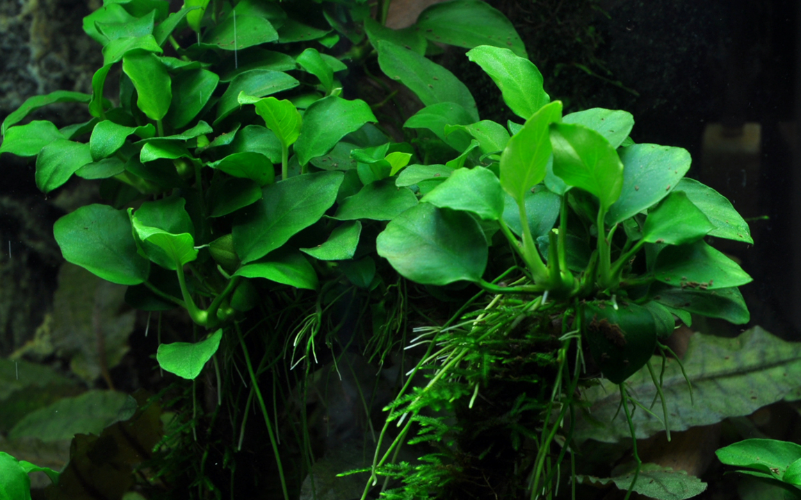 Anubias Barteri 'Petite' - Tropica