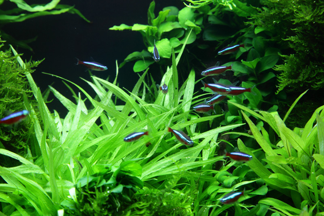 Helanthium Bolivianum 'Quadricostatus' - Tropica