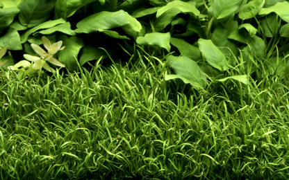 Lilaeopsis Brasiliensis - Tropica