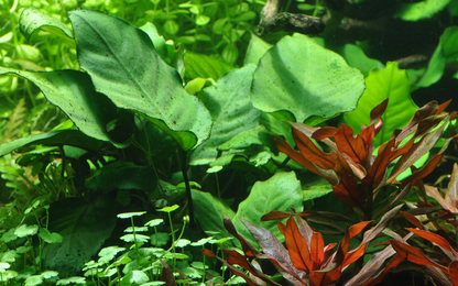 Anubias Barteri Caladiifolia - Tropica