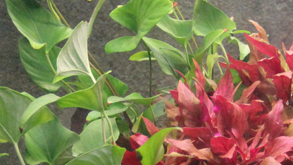 Anubias Gracilis - Tropica