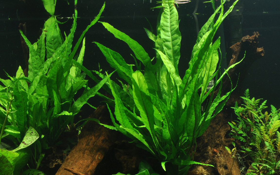 Microsorum Pteropus - Classic Java Fern - Tropica