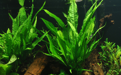 Microsorum Pteropus - Classic Java Fern - Tropica