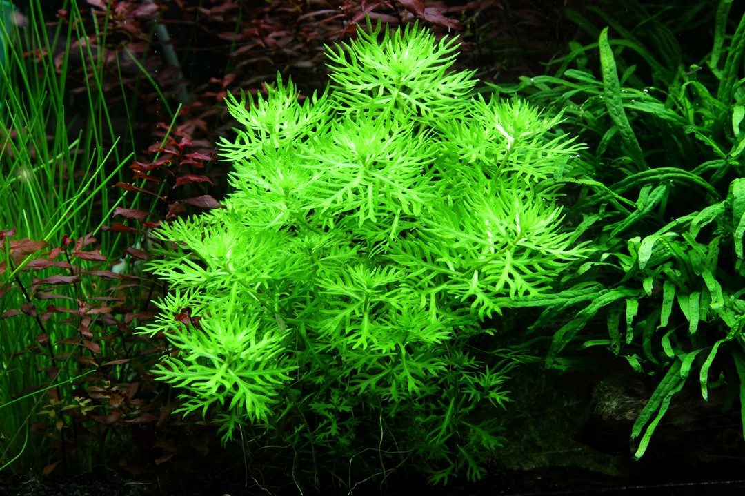 Hottonia Palustris - Tissue Culture - Tropica