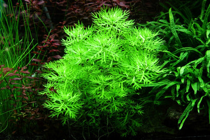 Hottonia Palustris - Tissue Culture - Tropica