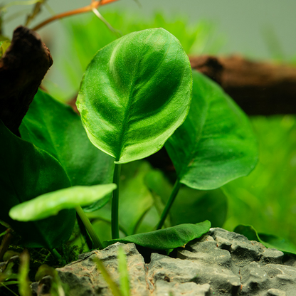 Anubias Barteri 'Coin Leaf' - Tropica
