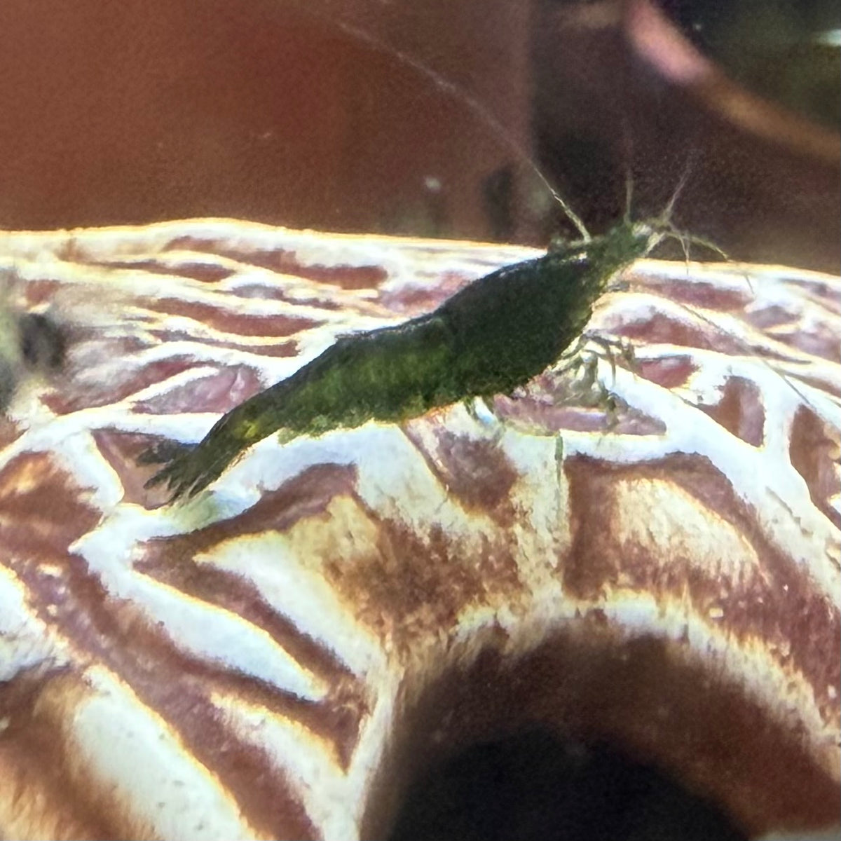 Green Jade Shrimp (Grade A) - Neocaridina Davidi var. Green