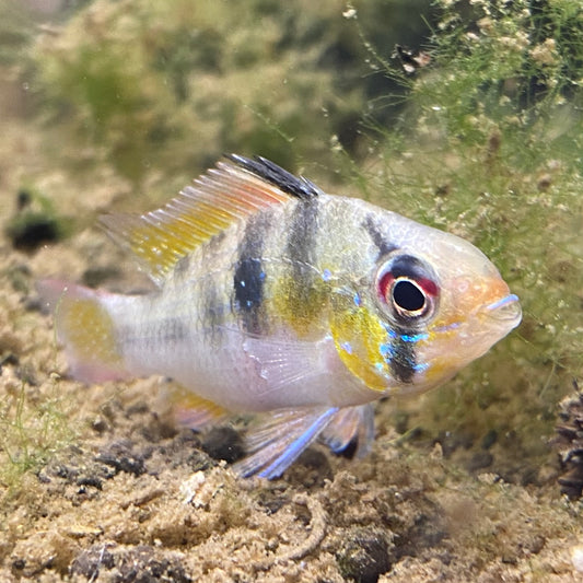 Wild Caught German Blue Ram - Mikrogeophagus Ramirezi