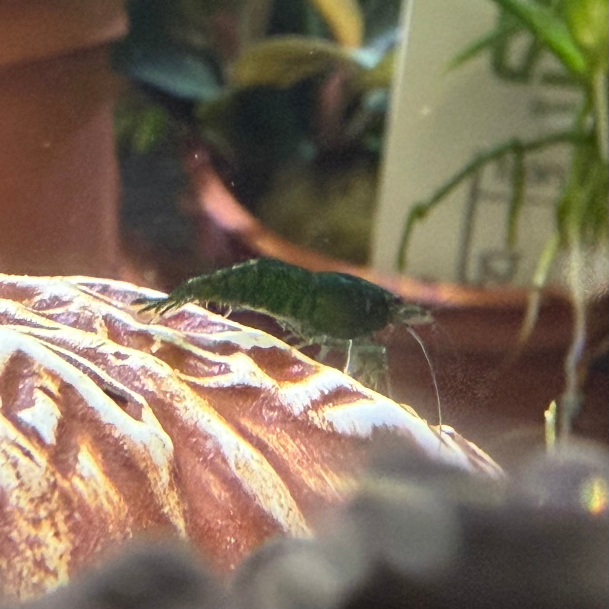 Green Jade Shrimp (Grade A) - Neocaridina Davidi var. Green