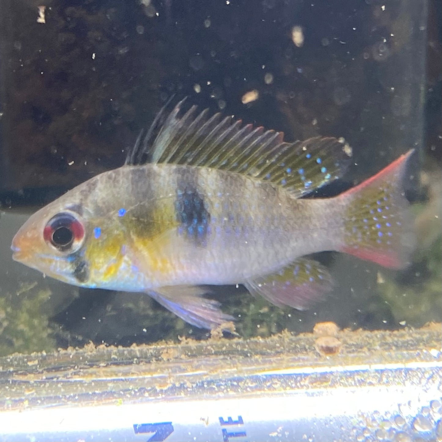 Wild Caught German Blue Ram - Mikrogeophagus Ramirezi