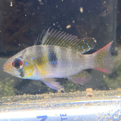 Wild Caught German Blue Ram - Mikrogeophagus Ramirezi