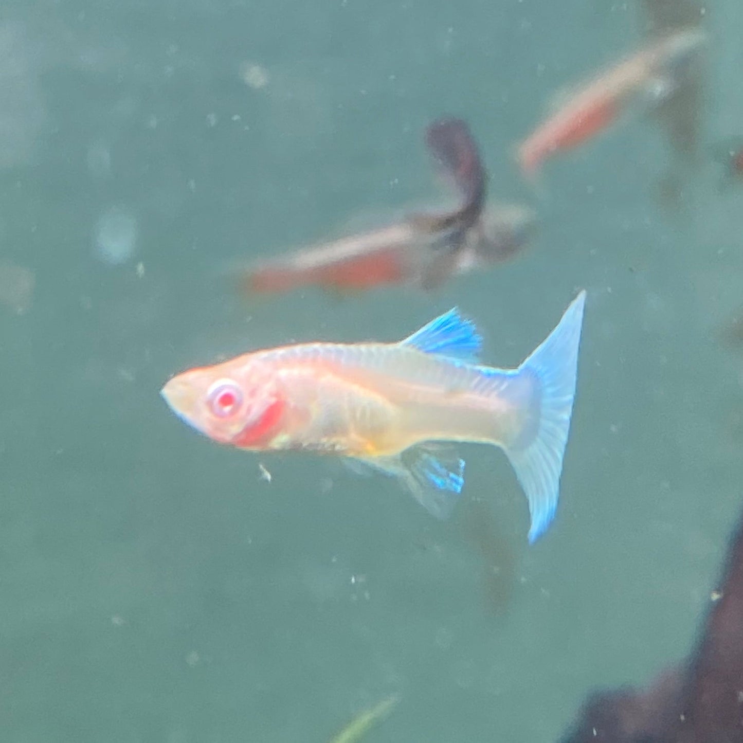 Assorted Female Guppy - Poecilia reticulata