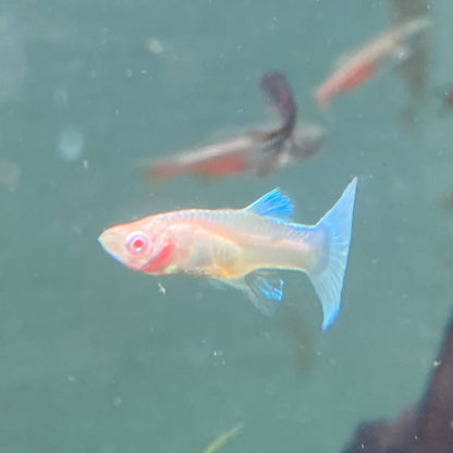 Assorted Female Guppy - Poecilia reticulata