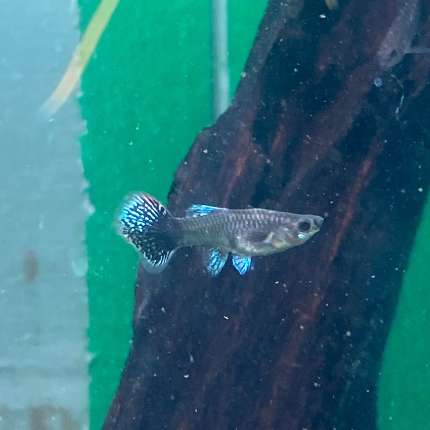 Assorted Female Guppy - Poecilia reticulata