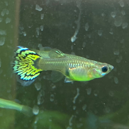 Assorted Female Guppy - Poecilia reticulata