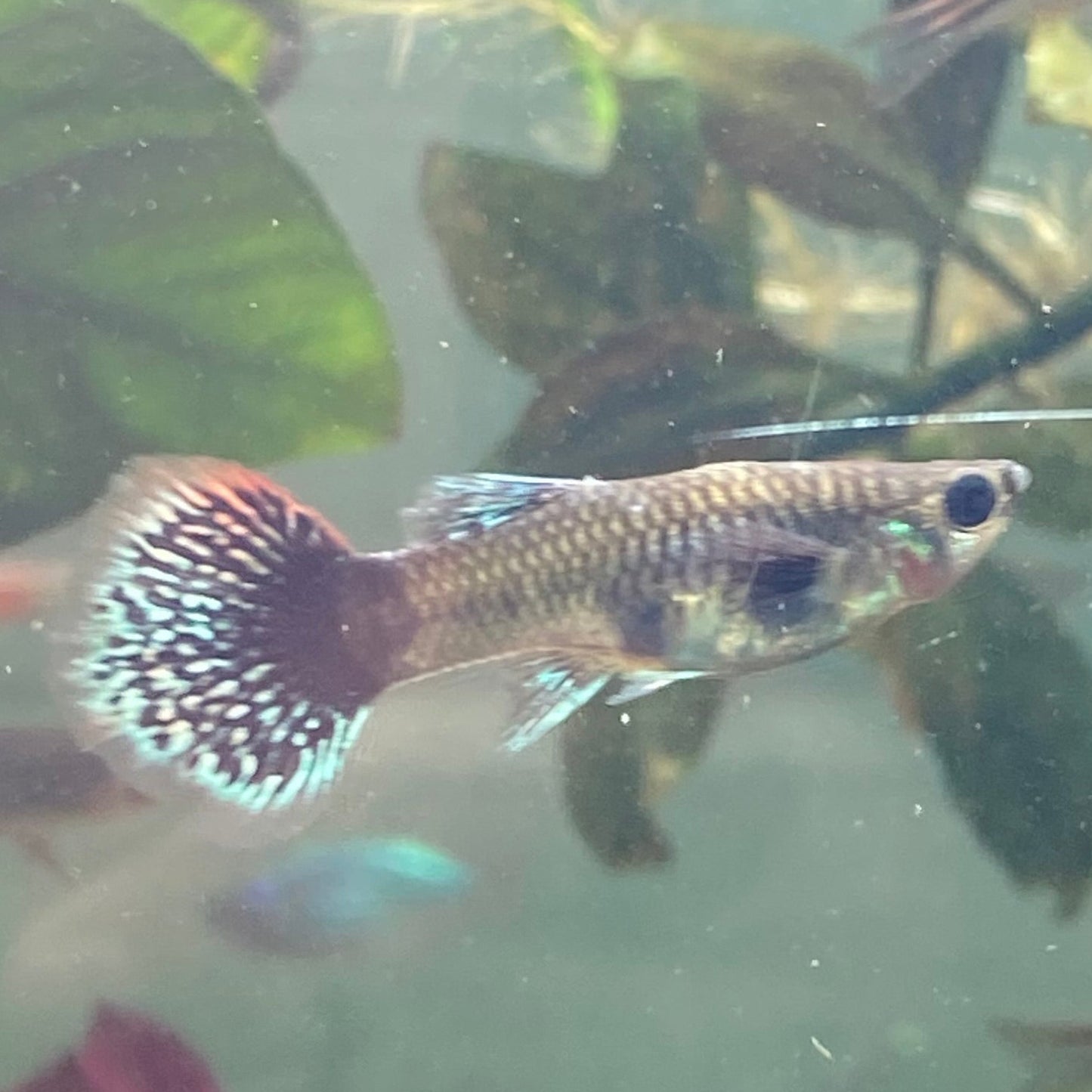 Assorted Female Guppy - Poecilia reticulata