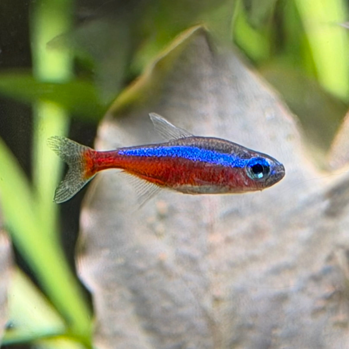 Cardinal Tetra - Paracheirodon Axelrodi