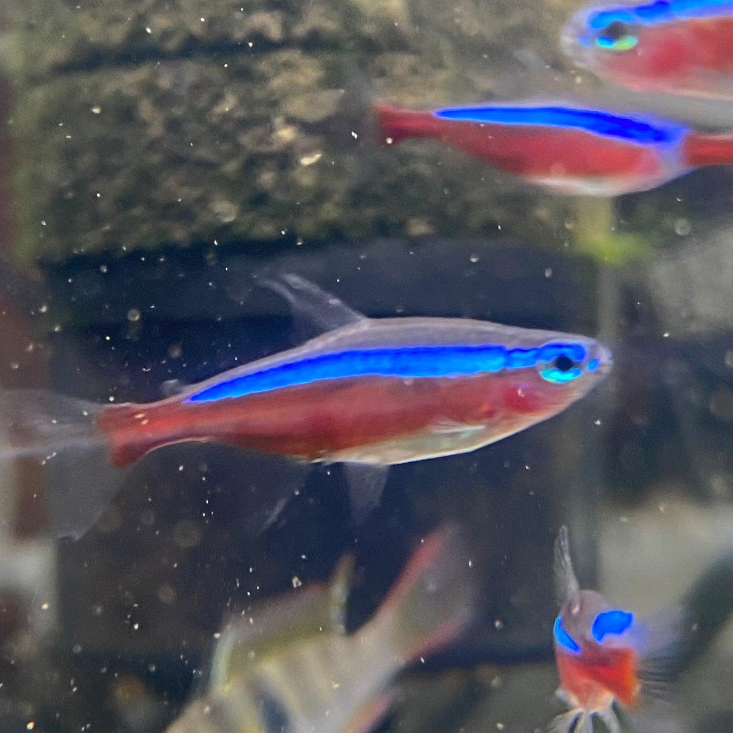 Cardinal Tetra - Paracheirodon Axelrodi