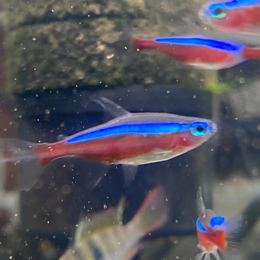 Cardinal Tetra - Paracheirodon Axelrodi