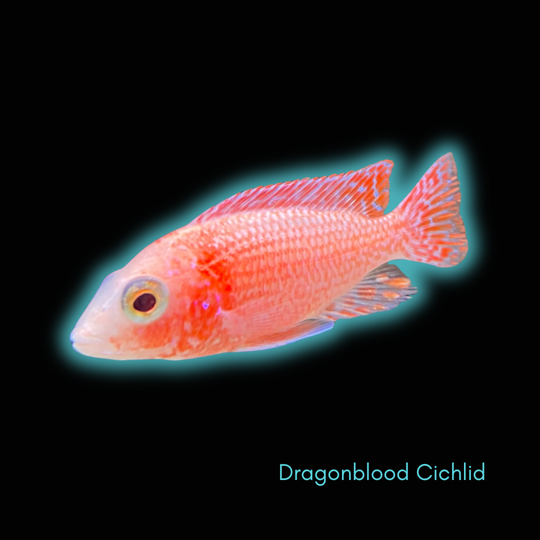 Dragonblood Peacock Cichlid - Aulonacara Peacock