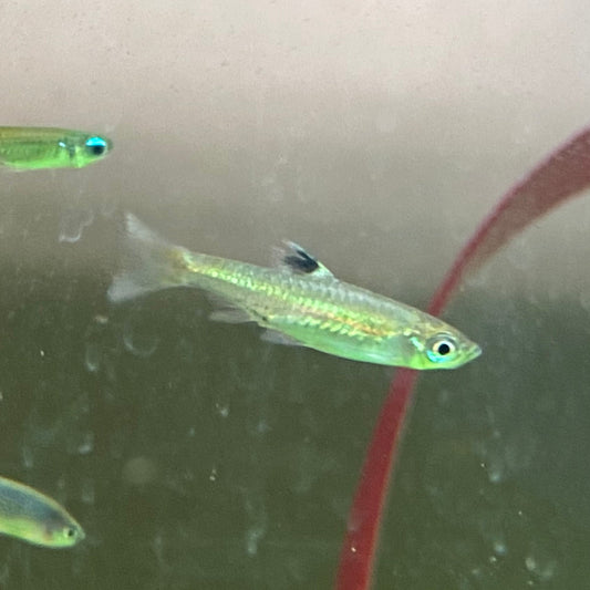 Emerald Eye Rasbora - Rasbora Dorsiocellata