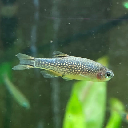 Galaxy Rasbora/Celestial Pearl Danio - Danio Margaritatus