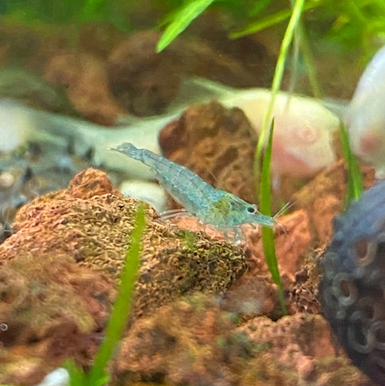 Blue Jelly Shrimp