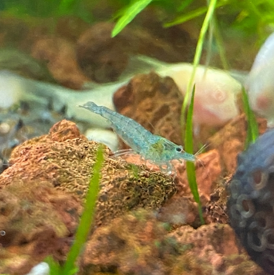 Blue Jelly Shrimp