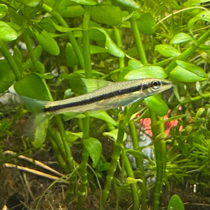 Siamese Algae Eater - Crossochelius Siamensis