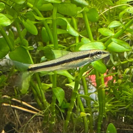 Siamese Algae Eater - Crossochelius Siamensis
