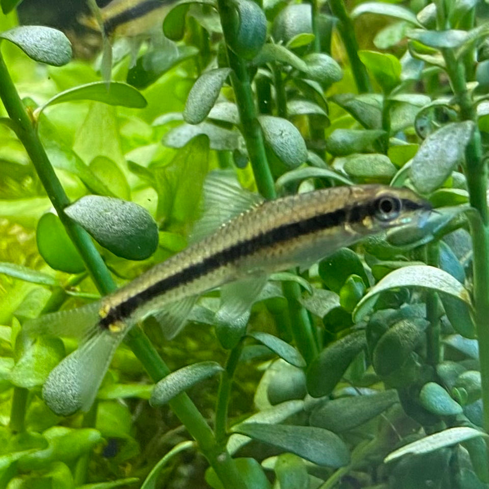 Siamese Algae Eater - Crossochelius Siamensis