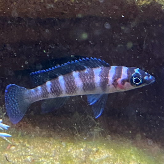 Cylindricus Cichlid - Neolamprologus Cylindricus