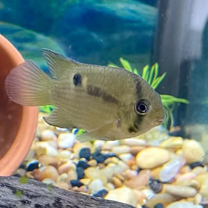 Keyhole Cichlid